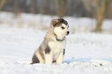 ALASKAN MALAMUTE 282